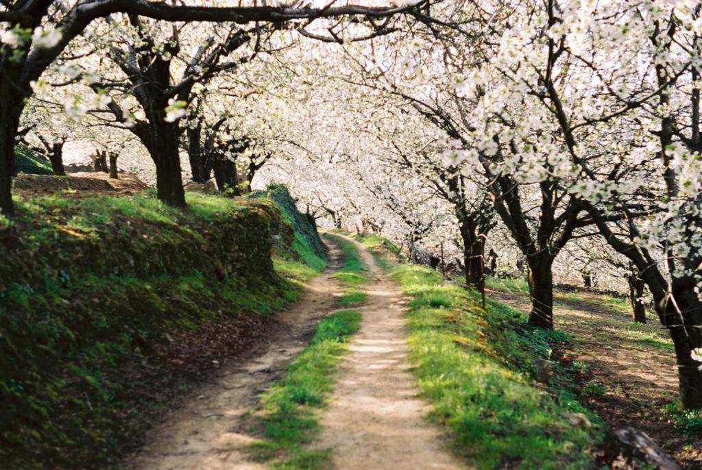 Casa Rural El Campanario 젤티 외부 사진
